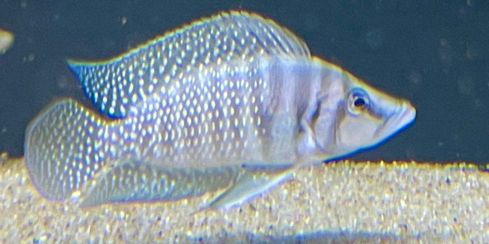 Altolamprologus calvus  white wf