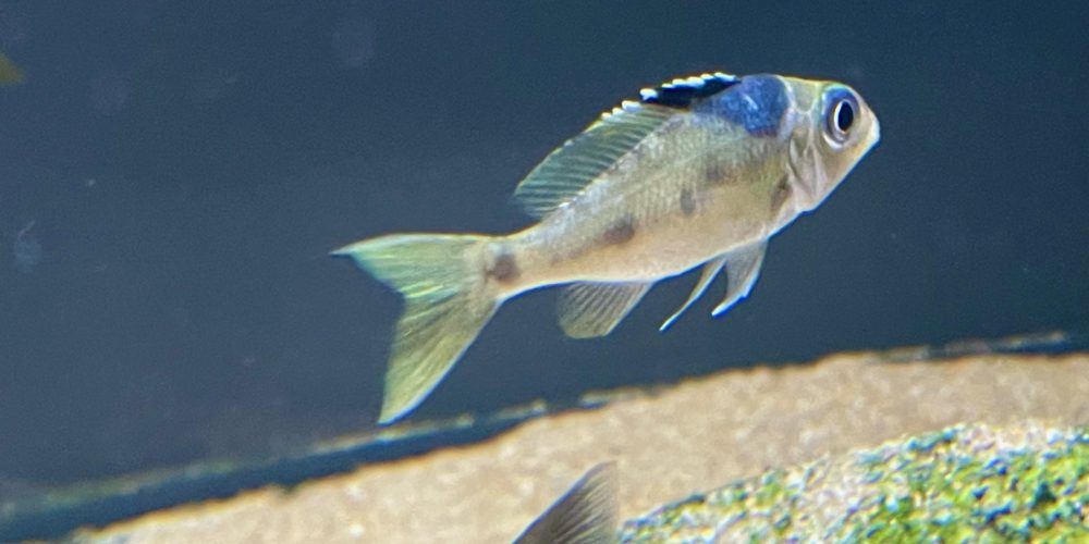 Opthalmotilapia Ventralis  Kalubamba