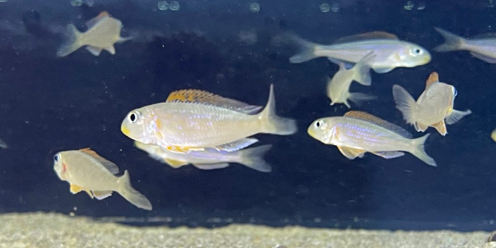 Xenotilapia flavipinnis  mboko