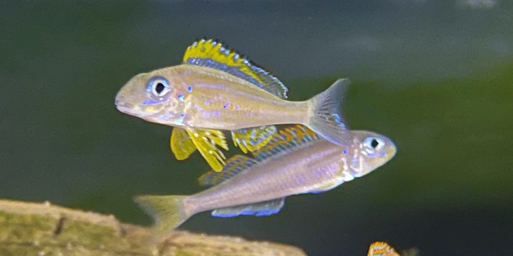 Xenotilapia papilio Kanoni