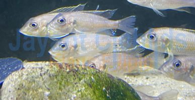 Gnathochromis permaxilaris short nose