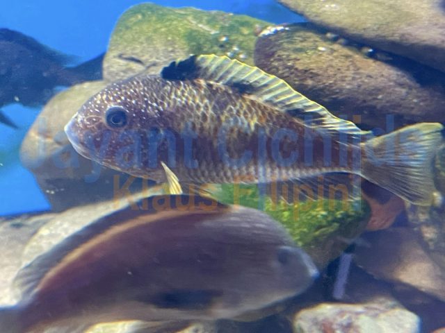 Tropheus moorii Murago