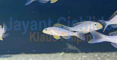 Xenotilapia papilio Isanga