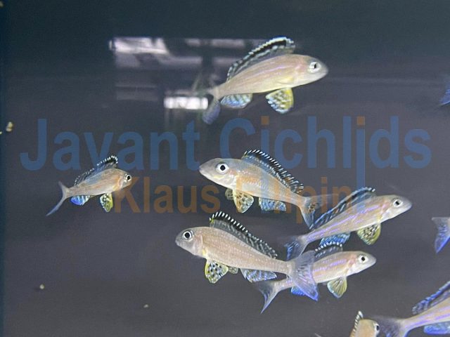 Xenotilapia papilio Tembwe