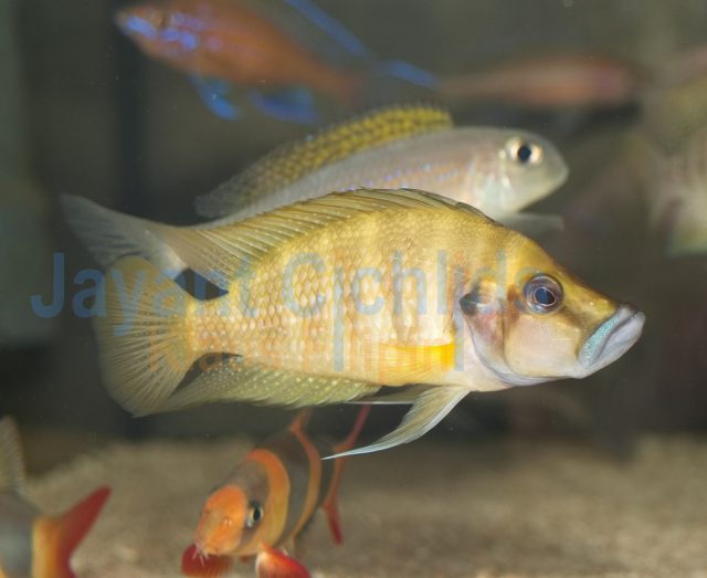 Altolamprologus compressiceps Chaitika yellow