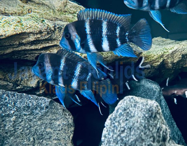 Cyphotilapia frontosa Kavalla