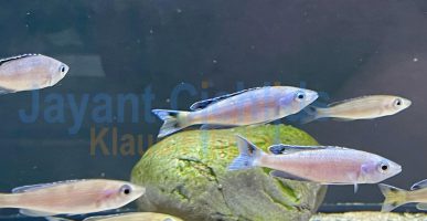 Cyprichromis leptosoma Kitumba