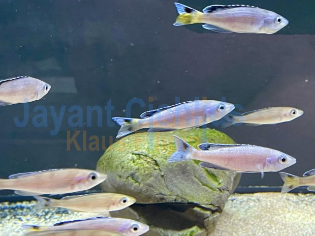 Cyprichromis leptosoma Kitumba