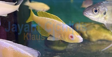 Cyprichromis leptosoma Kitumba Albino