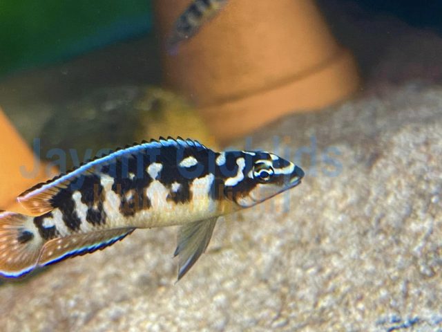 Julidochromis transcriptus Kissi