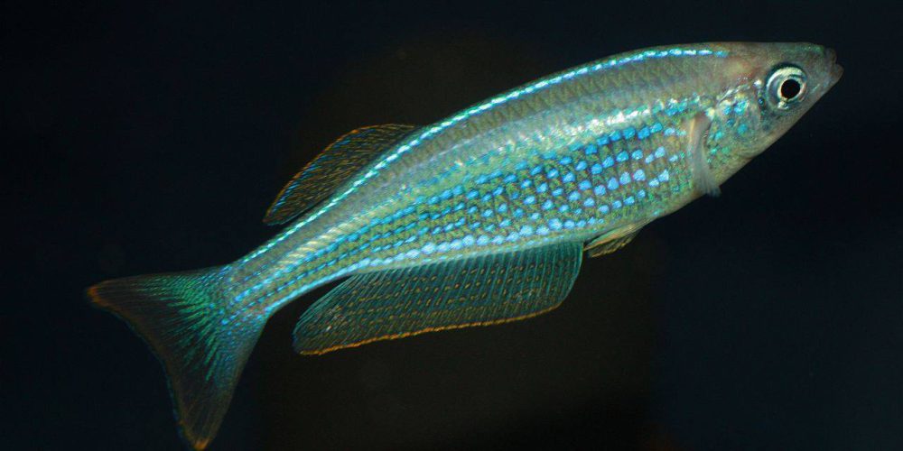 Lamprichthys tanganicanus