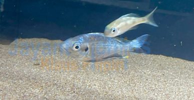 Ophthalmotilapia Ventralis Moba