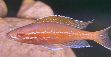 Paracyprichromis nigripinnis blue neon Albino