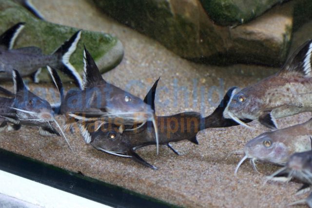 Synodontis Granulosus