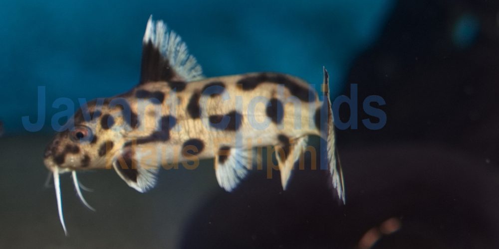 Synodontis polli white