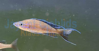 Paracyprichromis nigripinnis blue neon Mvuna