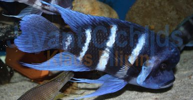 Cyphotilapia frontosa Mpimbwe Blue