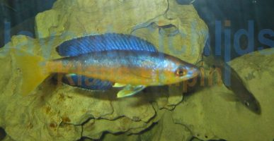 Cyprichromis microlepidotus Bulu Point