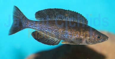 Cyprichromis microlepidotus Kainda