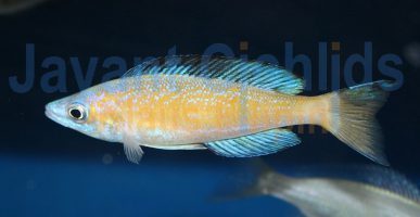 Cyprichromis microlepidotus Kasai