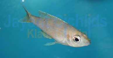 Cyprichromis microlepidotus Kibishi