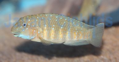 Eretmodus cyanostictus Kiku