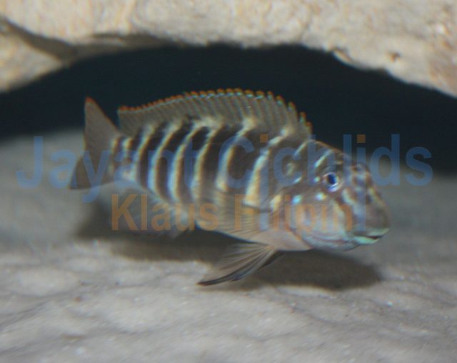 Eretmodus cyanostictus