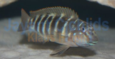 Eretmodus cyanostictus