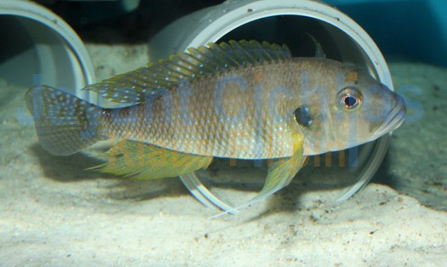 Greenwoodochromis staneri