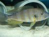 Greenwoodochromis staneri