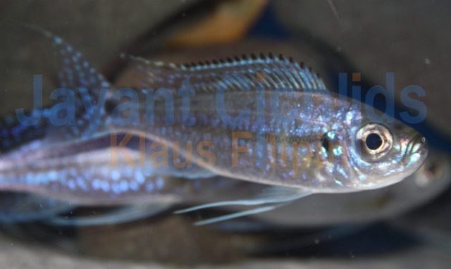 Haplotaxodon microlepis