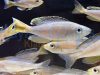 Cyprichromis leptosoma kabogo