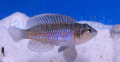 Lamprologus occelatus gold Katete