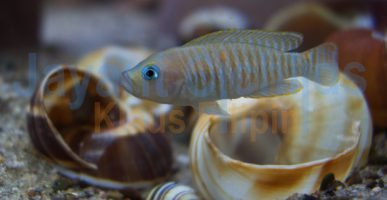 Neolamprologus multifasciatus