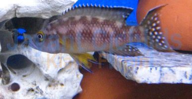 Neolamprologus buescheri Kamakonde