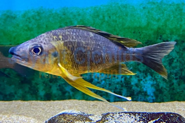 Ophthalmotilapia Nasuta Kiriza