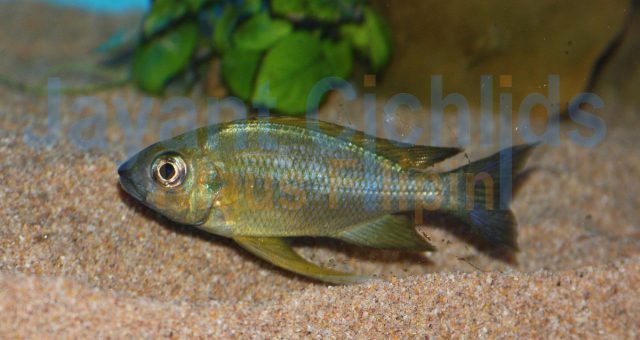 Ophthalmotilapia nasuta Caramba