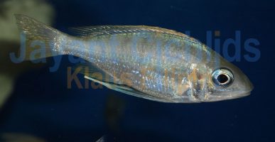 Ophthalmotilapia nasuta West coast