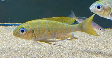 Ophthalmotilapia ventralis Kala