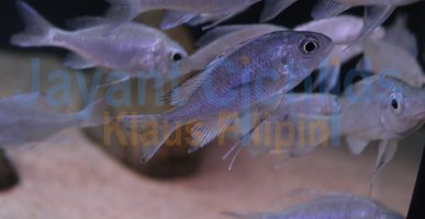 Ophthalmotilapia ventralis Kalindi