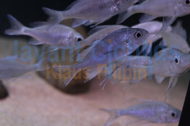 Ophthalmotilapia ventralis Kalindi