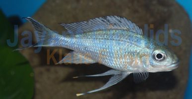 Ophthalmotilapia ventralis Ubwari