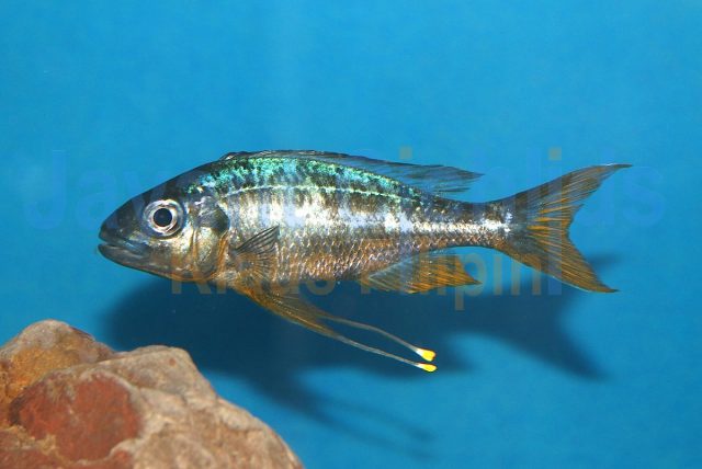 Ophthalmotilapia ventralis Ulwile