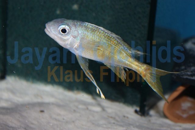 Ophthalmotilapia ventralis orange cap