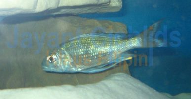 Ophthalmotilapia heterodonta Kigoma