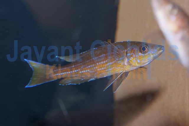 Paracyprichromis brieni Izinga