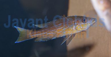 Paracyprichromis brieni Izinga