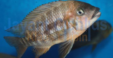 Petrochromis sp. red Bulu Point