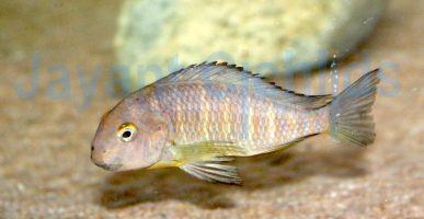 Tropheus brichardi Mzumgu