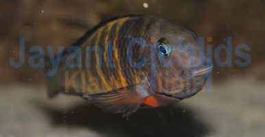 Tropheus brichardi Ubwari